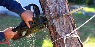 Best Tree Preservation Services  in Midlothian, VA