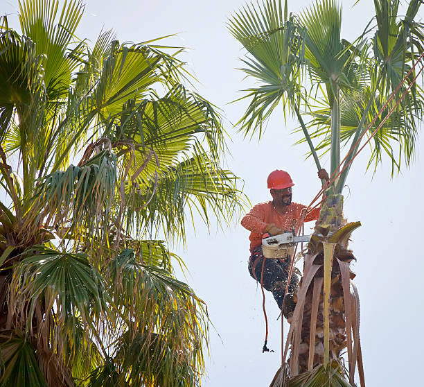  Midlothian, VA Tree Services Pros