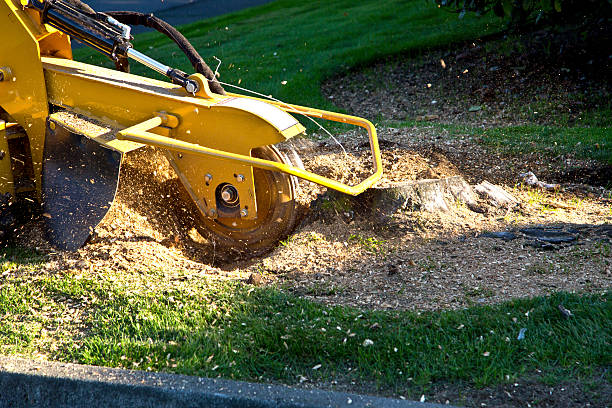 Best Lawn Watering Services  in Midlothian, VA